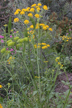 Golden Hogweed