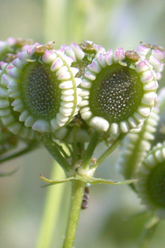 Mediterranean Hartwort