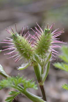 Flat-fruited Orlaya