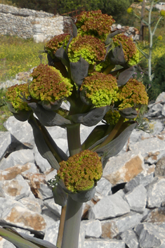 Giant Fennel