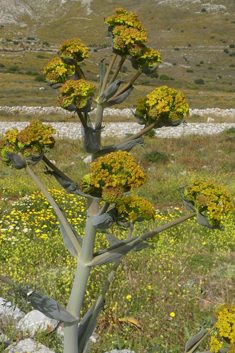 Giant Fennel