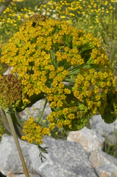 Giant Fennel