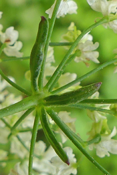 Scaligeria napiformis