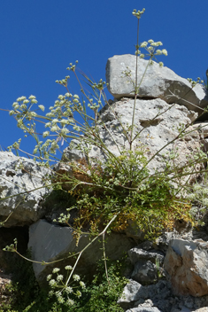 Hellenocarum multiflorum