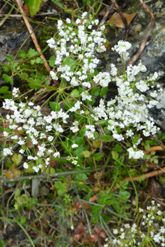 Scaligeria napiformis