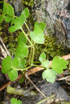 Scaligeria napiformis