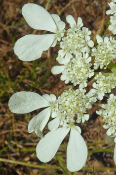 Balkan Hartwort