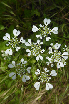 Mediterranean Hartwort