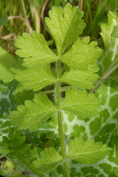 Mediterranean Hartwort