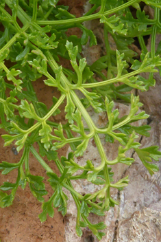 Hellenocarum multiflorum