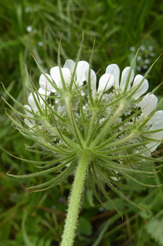 Balkan Hartwort