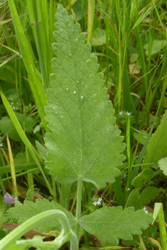 Balkan Hartwort