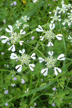 Mediterranean Hartwort