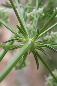 Hellenocarum multiflorum