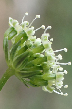 Hellenocarum multiflorum