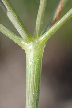 Scaligeria moreana