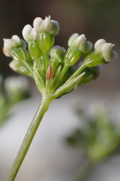 Scaligeria moreana