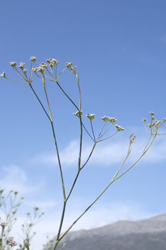 Scaligeria moreana