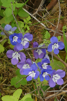 Glaucous Speedwell