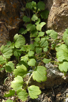 Pale Speedwell