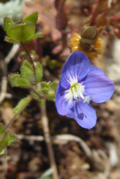 Glaucous Speedwell