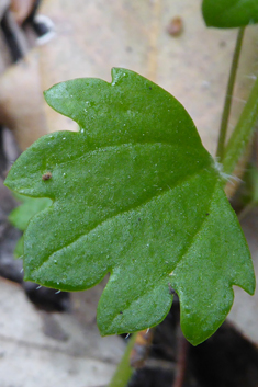 Pale Speedwell