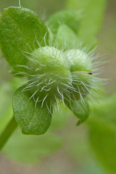 Pale Speedwell