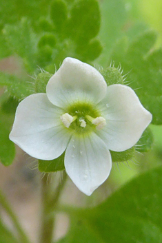 Pale Speedwell