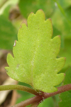 Glaucous Speedwell