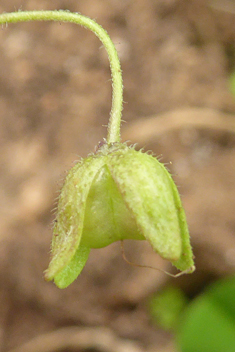 Glaucous Speedwell