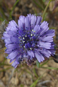 Shrubby Globularia