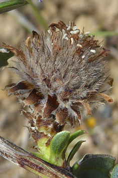 Shrubby Globularia