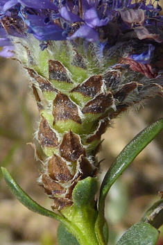 Shrubby Globularia