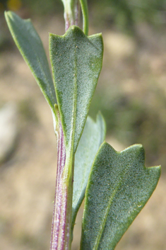 Shrubby Globularia