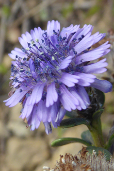 Shrubby Globularia