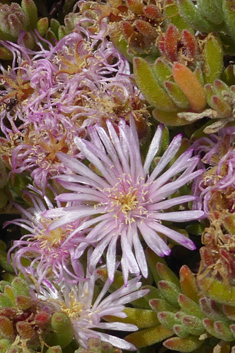 Pale Dewplant