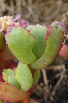Deltoid-leaved Dewplant