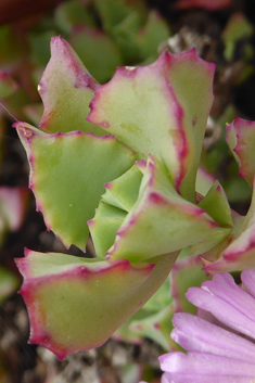 Deltoid-leaved Dewplant