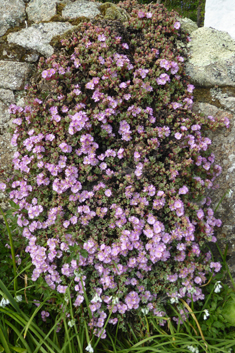 Deltoid-leaved Dewplant
