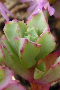 Deltoid-leaved Dewplant