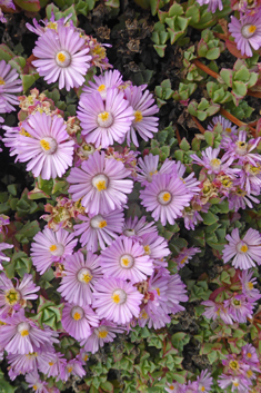 Deltoid-leaved Dewplant