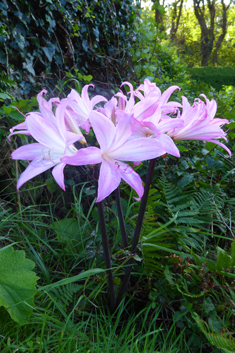 Belladonna Lily