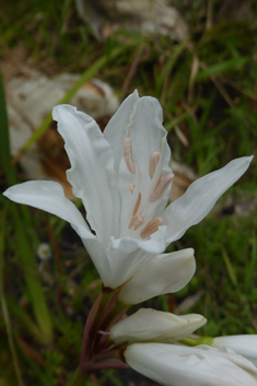 Guernsey Lily