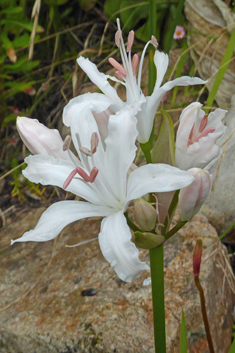 Guernsey Lily