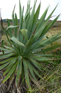 Parmentier's Furcraea