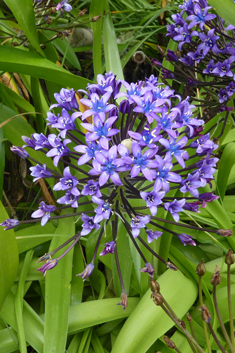 Portuguese Squill