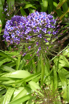 Portuguese Squill