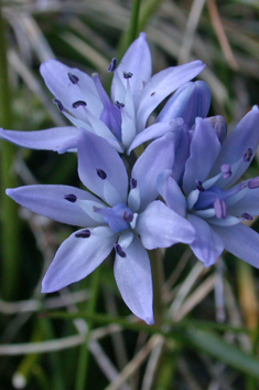 Spring Squill