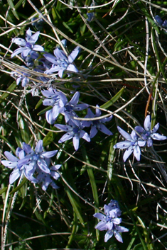 Spring Squill