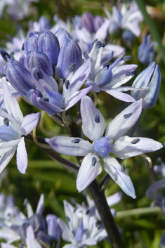 Spring Squill